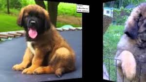 7 years, 10 months and 10 days old, 2 puppies. Leonberger Puppies Collection Of Pictures Leonberger Puppies Youtube