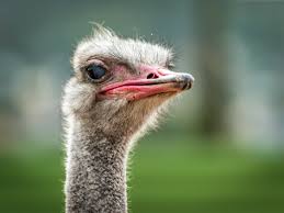 ostrich