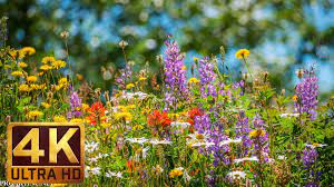 We did not find results for: 4k Nature Relaxation Video Flowers And Leaves Episode 2 2 Hours Proartinc