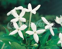 Image result for Bouvardia longiflora