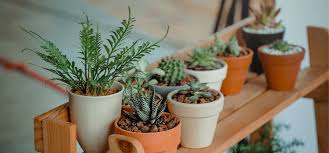 What is the best organic soil? Soil Searching Picking The Right Soil For Indoor Plants Soil Advocates Inc
