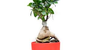 A braided money tree plant can grow from anywhere between one and eight feet tall. Ficus Bonsai Tree Buy Online Trivandrumgardentech Com