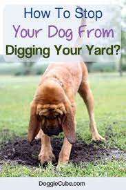 How To Stop Your Dog From Digging Your Yard Doggie Cube Dog Obedience Dog Training Obedience Digging Dogs