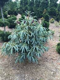 New growth emerges with teal blue needles and striking purple cones. Pin On Awesome Conifers