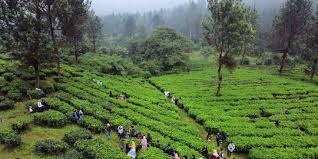 Banyak orang yang sengaja datang ke sini untuk melakukan berbagai training di alam terbuka dan menjadikan tempat ini untuk perkemahan. 24 Tempat Wisata Bogor Yang Paling Kekinian Dan Instagramable Merdeka Com