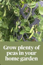 Grow Peas In Central Texas Growing Peas Growing Vegetables Growing Herbs