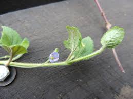 Image result for Veronica abyssinica