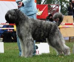 Originating in the agricultural plain of flanders, belgium. Szczeniak Bouvier Des Flandres Rodowod 6861101326 Oficjalne Archiwum Allegro