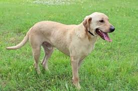 When we have young puppies available we have to restrict our adoption radius to 30 miles from westerville, oh. Hagerstown Md Labrador Retriever Meet Major Charlie A Dog For Adoption Labrador Retriever Labrador Retriever
