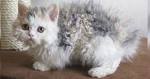 Selkirk Rex Cat Breeders in the United States | Available ...