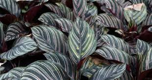 Daun hijau bergaris perak bulat dan kasar, tumbuh dengan lebar hampir 12 ketika musim panas, akan mekar sebuah bunga berukuran kecil yang berwarna putih dan ungu pada tanaman calathea roseopicta. Calathea Tanaman Hias Yang Dijuluki Tanaman Doa