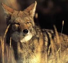 Learn about carnivores, herbivores and omnivores in this bbc bitesize ks1 science guide. How Omnivore Mammals Evolved