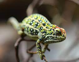 Jeweled Chameleon Furcifer Campani Female Jeweled Chameleon Here At Canvas Chameleons Chameleon Animals Pets