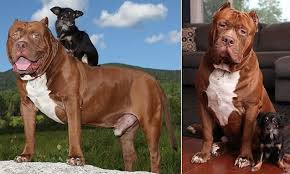 Hulk The Biggest Pitbull In The World Has Become Friends With Chihuahua Pitbulls Big Pitbull Big Animals