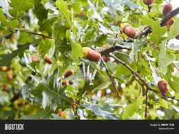 California has eight kinds of native oak trees (quercus spp.) that all bear acorns as fruit. Acorns Hang On Tree Image Photo Free Trial Bigstock