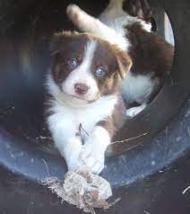 Look At Those Crossed Feet Cute Animals Cute Dogs Animals