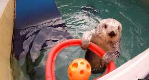 Came Up On My Google Search For Basketball Sea Otter Animals Otters