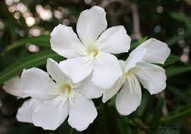 Beauty Lies In Poison White Oleander Pinterest White Oleander Flower Tattoos Flower Aesthetic