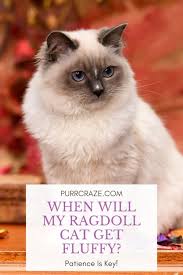Hair shedding is considered a sign of health in the cat because sick cats do not shed. When Will My Ragdoll Cat Get Fluffy Purr Craze