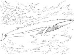 Fin Or Finback Whale Coloring Page Super Coloring Finback Whale Whale Coloring Pages Whale