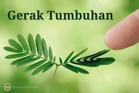 Ya, negara di kawasan eropa barat ini memang dikenal menjadil di kedua wilayah tersebut, bunga tulip termasuk tanaman yang tumbuh liar. Pengertian Gerak Pada Tumbuhan Etionom Endonom Dan Taksis