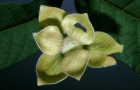 Image result for Uvaria