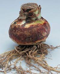 Check spelling or type a new query. Amaryllis Hort Tips