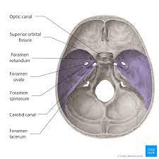 >mapping surgical coordinates of the sphenopalatine. Skull Foramina Fissures And Contents Kenhub