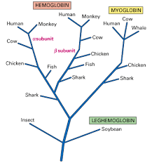 The B Globin Gene Family Muhlenberg College