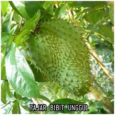 Ambil 10 helai daun durian belanda yang sudah tua. Jual Bibit Nangka Belanda Durian Belanda Sirsak Di Lapak Tanaman Online Bukalapak