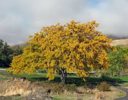The most common yellow flowering trees material is stretched canvas. Honey Locust Wikipedia
