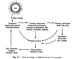 Energy Flow In An Ecosystem With Diagram
