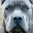 "Rare" Colors In The Cane Corso