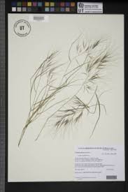 Image result for Aristida pilgeri