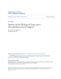 Image result for Striga aspera