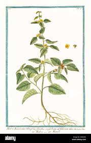 Image result for Malvastrum coromandelianum