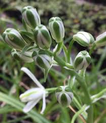 Image result for Albuca