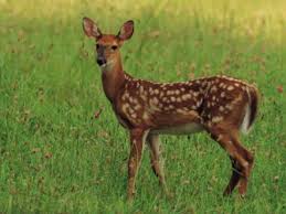 Maybe you would like to learn more about one of these? Flowers And Shrubs That Deer Won T Eat Dengarden