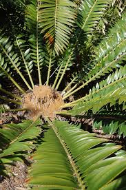 Image result for Cyathula natalensis