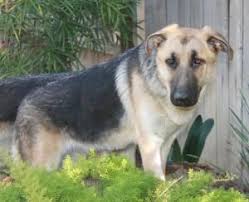 Check spelling or type a new query. Adopt Khloe On Petfinder German Shepherd Dogs German Shepherd Puppies German Shepherd