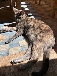 Calico cat facts, information and pictures.the calico cat is not a breed but a color pattern that may occur in almost any type of domestic cat. Tortoiseshell Cat Wikipedia