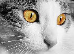 We did not find results for: Formes Des Pupilles Du Chat Decouvrez Leur Signification