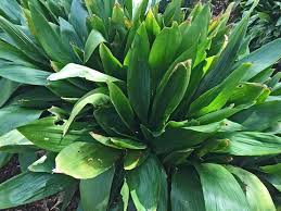 Houston plant & hardscape pallet. Plants For Dallas Your Source For The Best Landscape Plant Information For The Dallas Ft Worth Metroplex10 Best Shade Loving Plants For North Texas
