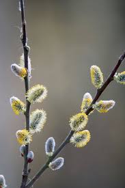 Image result for Goat Willow