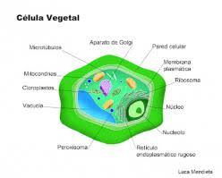Separa la célula de su entorno; Juegos De Ciencias Juego De Celula Vegetal Cerebriti