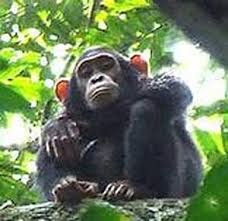 Bili Ape Mystery Chimpanzee Or Gorilla Animal Pictures And Facts Factzoo Com