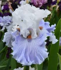 Iris Serene Silence Iris Flowers Bearded Iris Iris