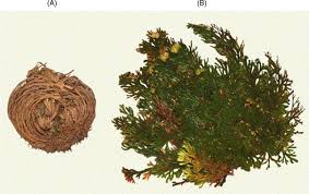 During times of drought and desiccation, it withers, curls up tightly, turns brown and dies. An Est Catalogue From The Resurrection Plant Selaginella Lepidophylla Reveals Abiotic Stress Adaptive Genes Sciencedirect