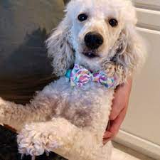 They have locations nationwide and offer pets for sale and adoption. Salem Animal Rescue League 10 Reviews Animal Shelters 4 Sarl Dr Salem Nh Phone Number Yelp