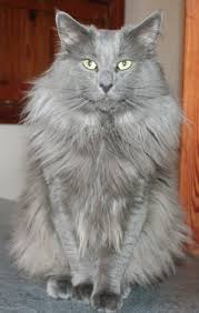 It's a large, strong cat with long hair, long legs, and a bushy tail. Norwegian Forest Cat Colours Norwegian Forest Cat Society Uk